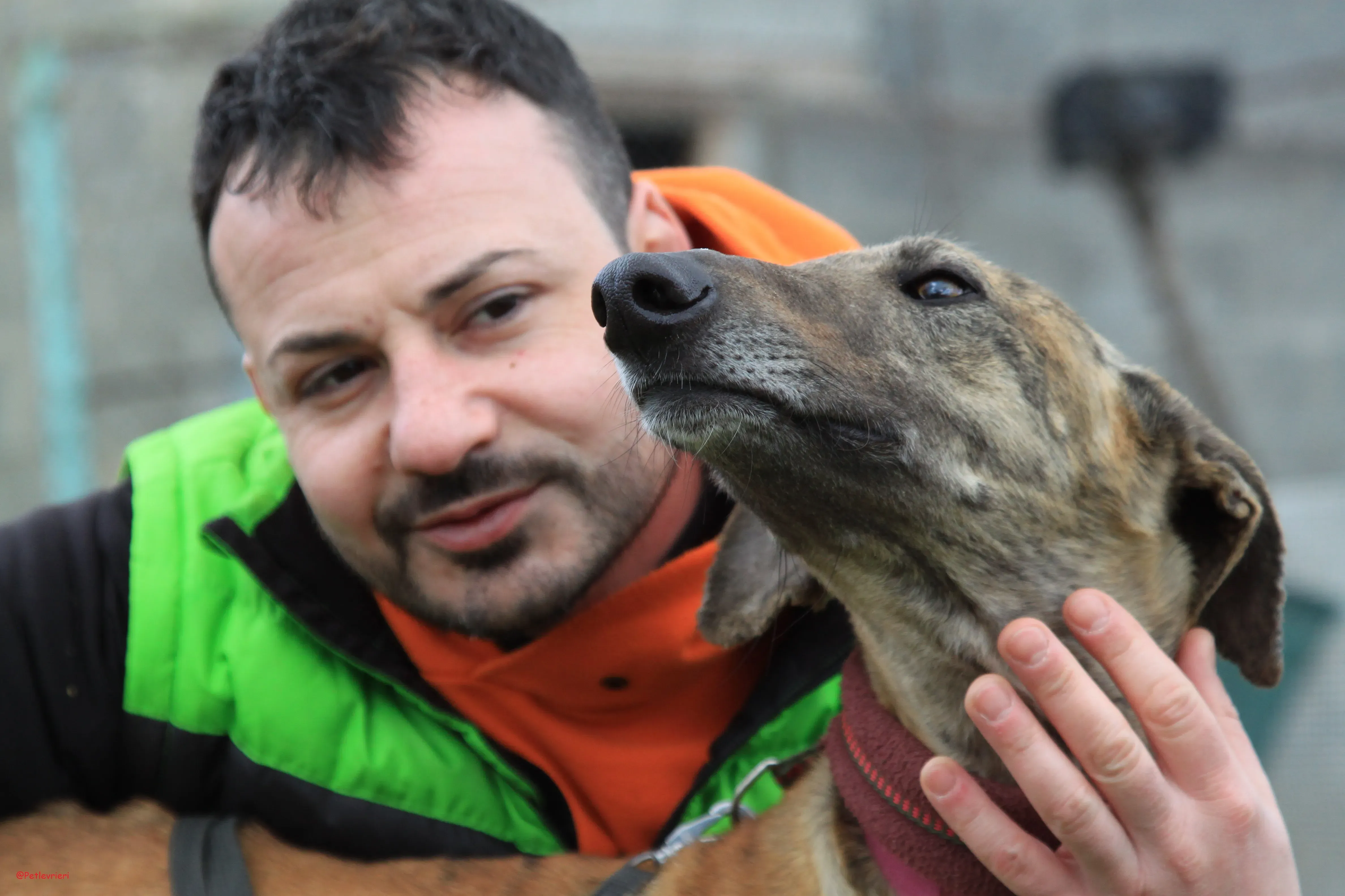 Turock adozione levrieri galgo 16