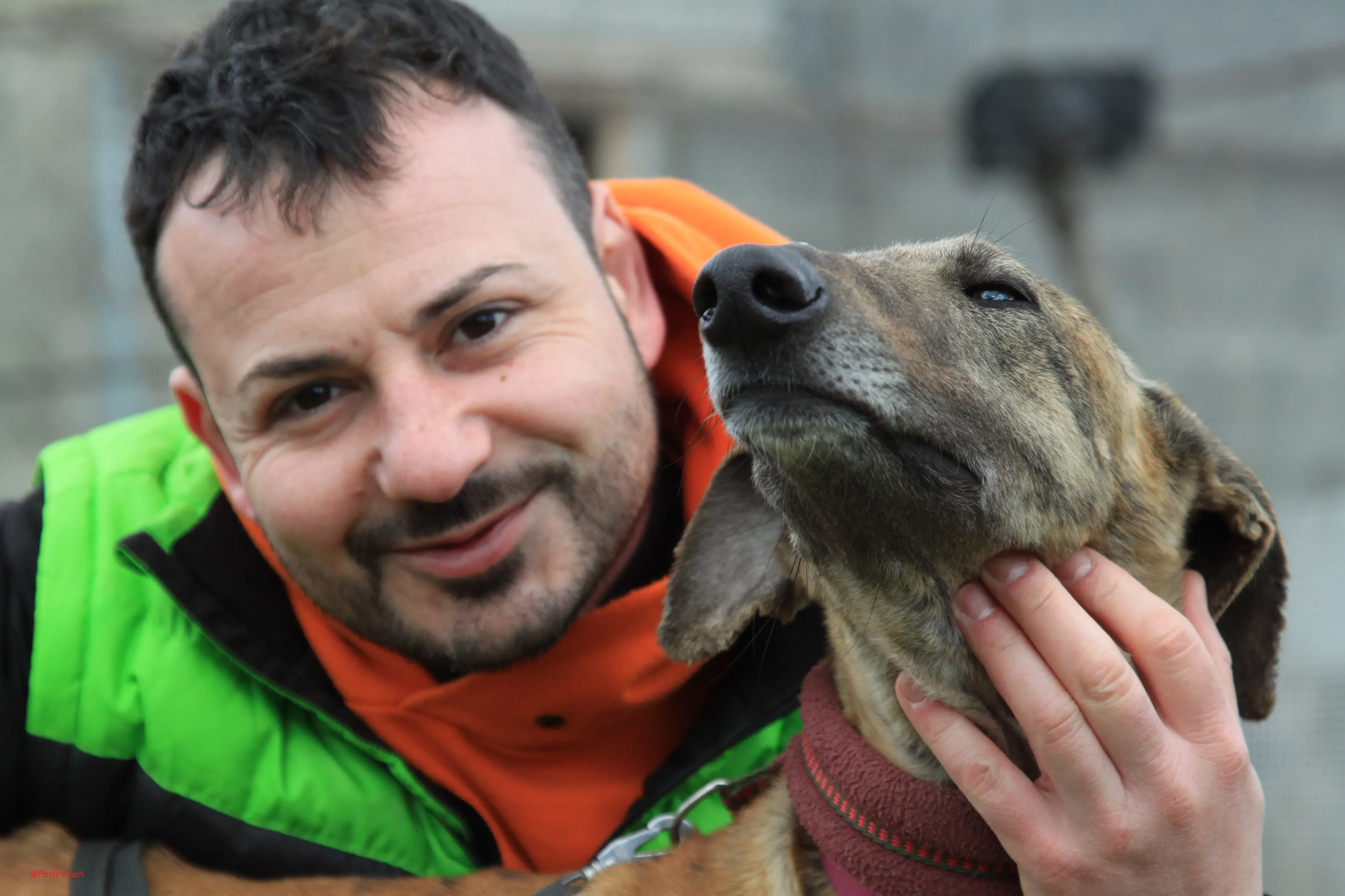 Turock adozione levrieri galgo 17