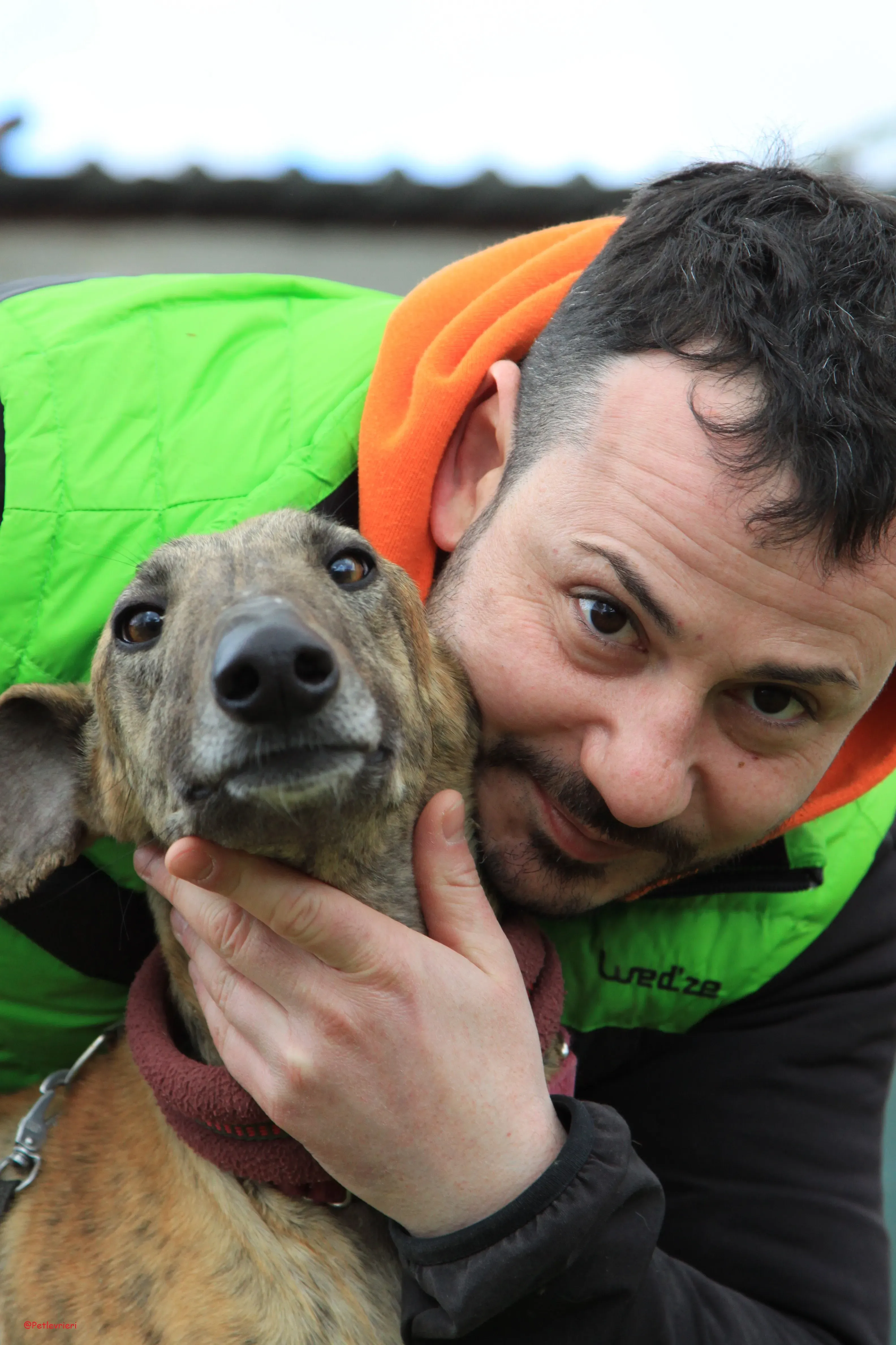 Turock adozione levrieri galgo 18