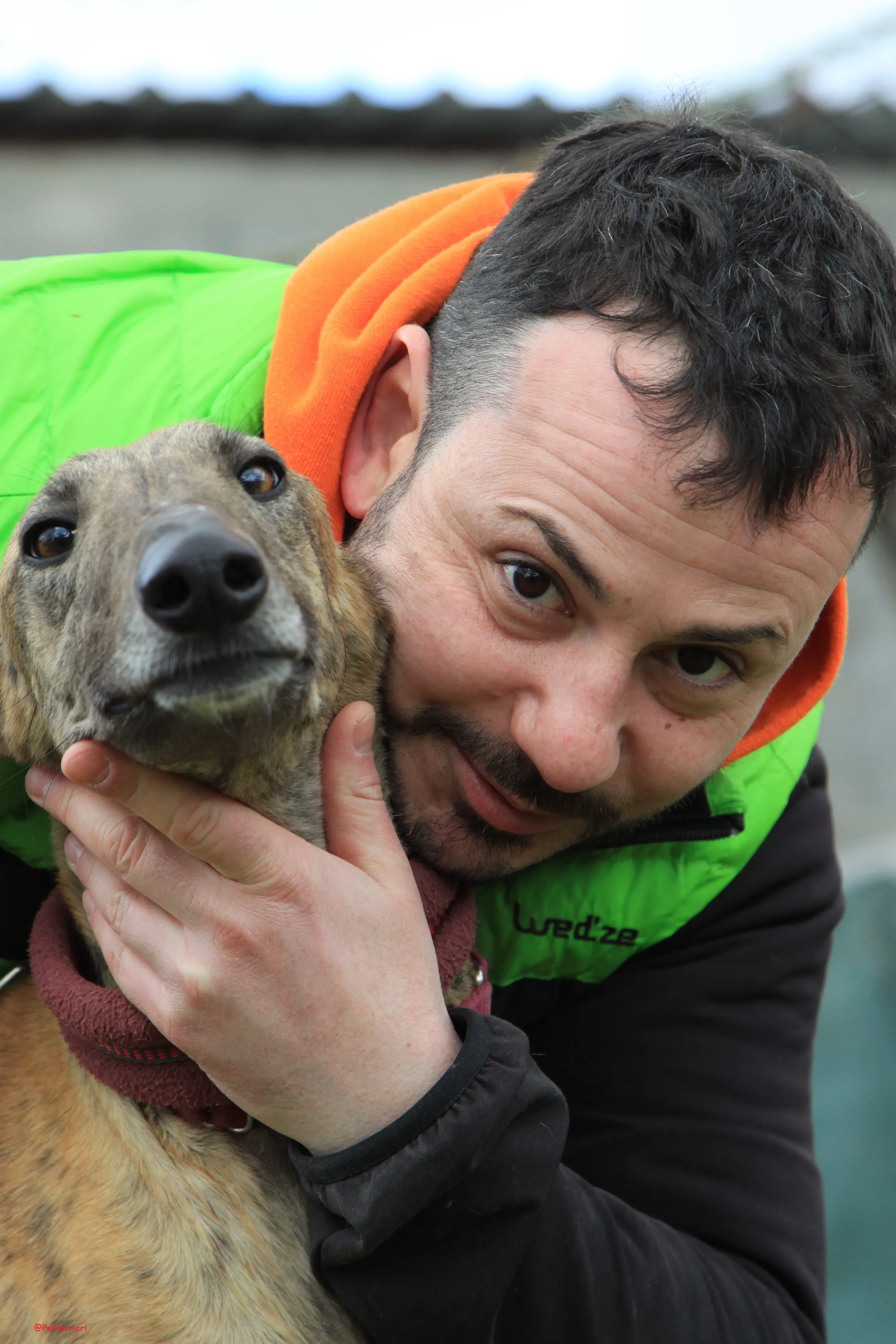 Turock adozione levrieri galgo 19