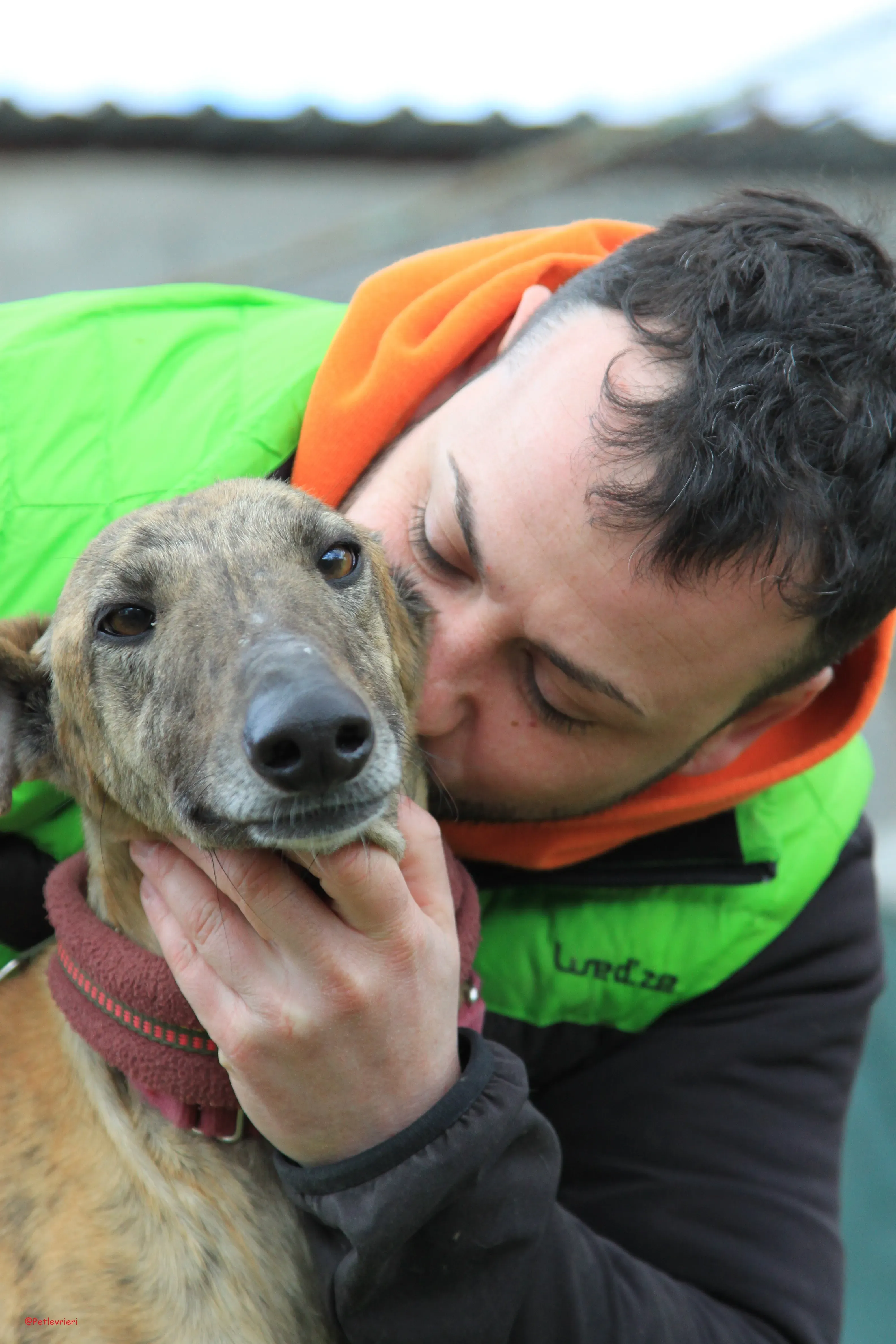 Turock adozione levrieri galgo 20