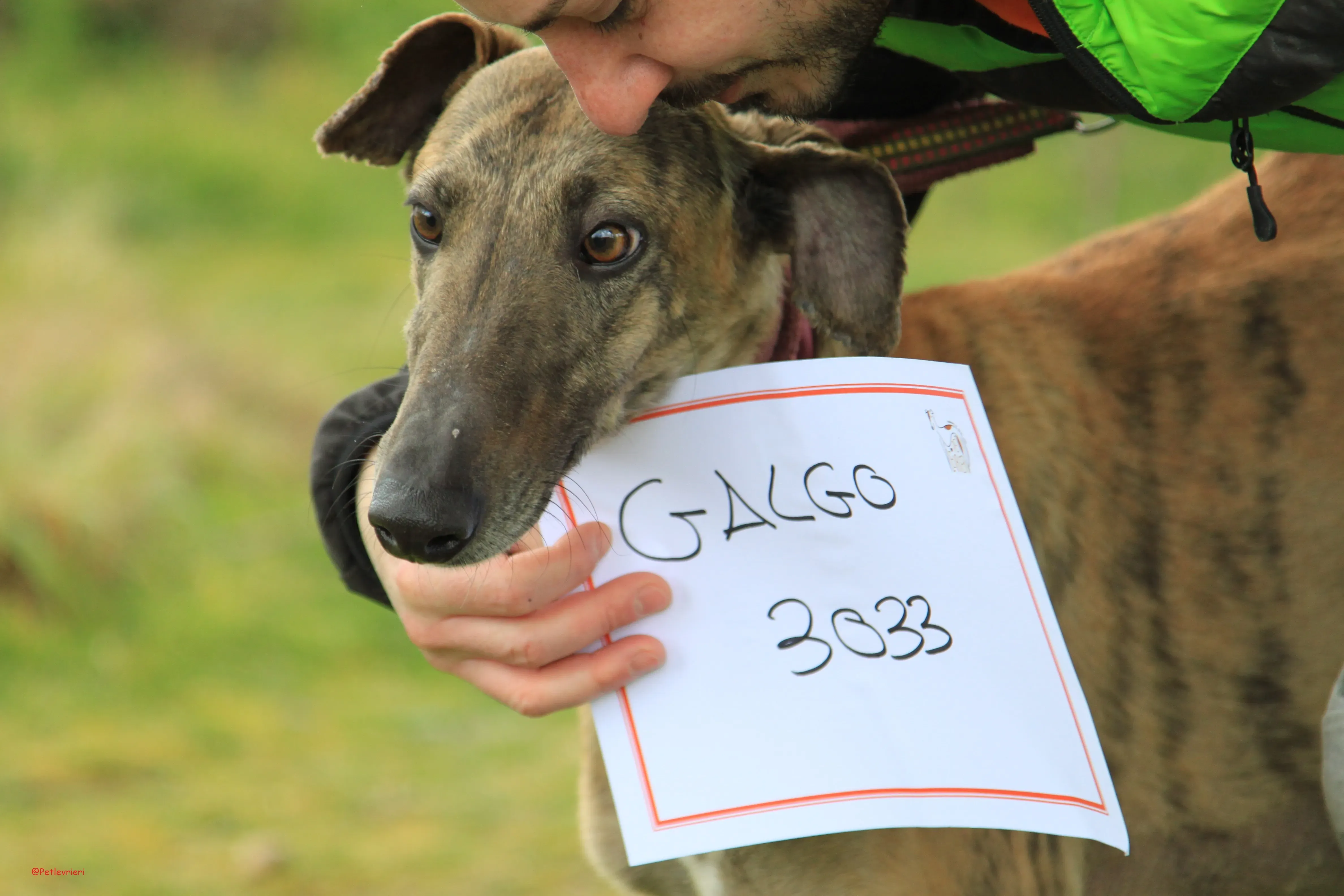 Turock adozione levrieri galgo 21