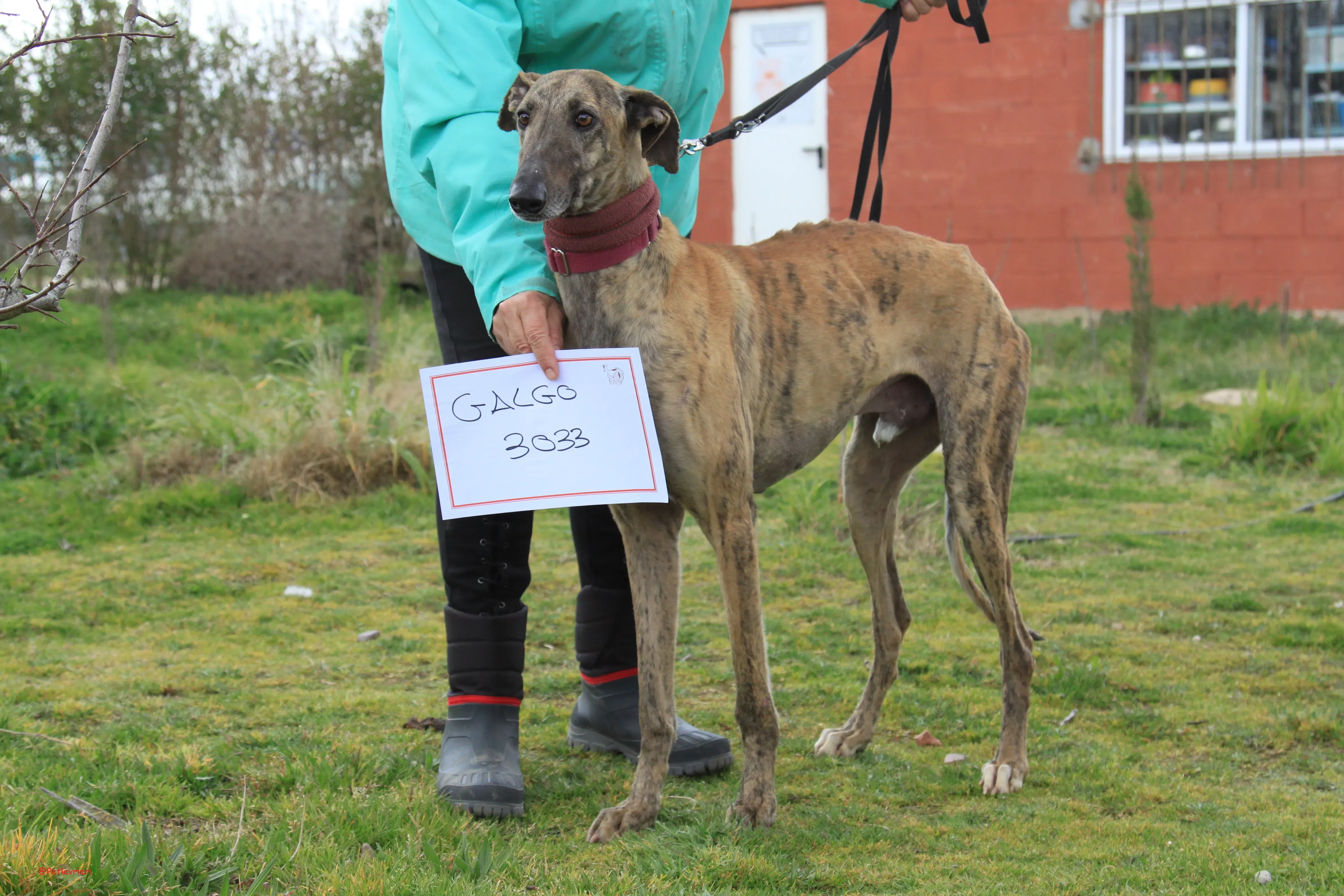 Turock adozione levrieri galgo 22