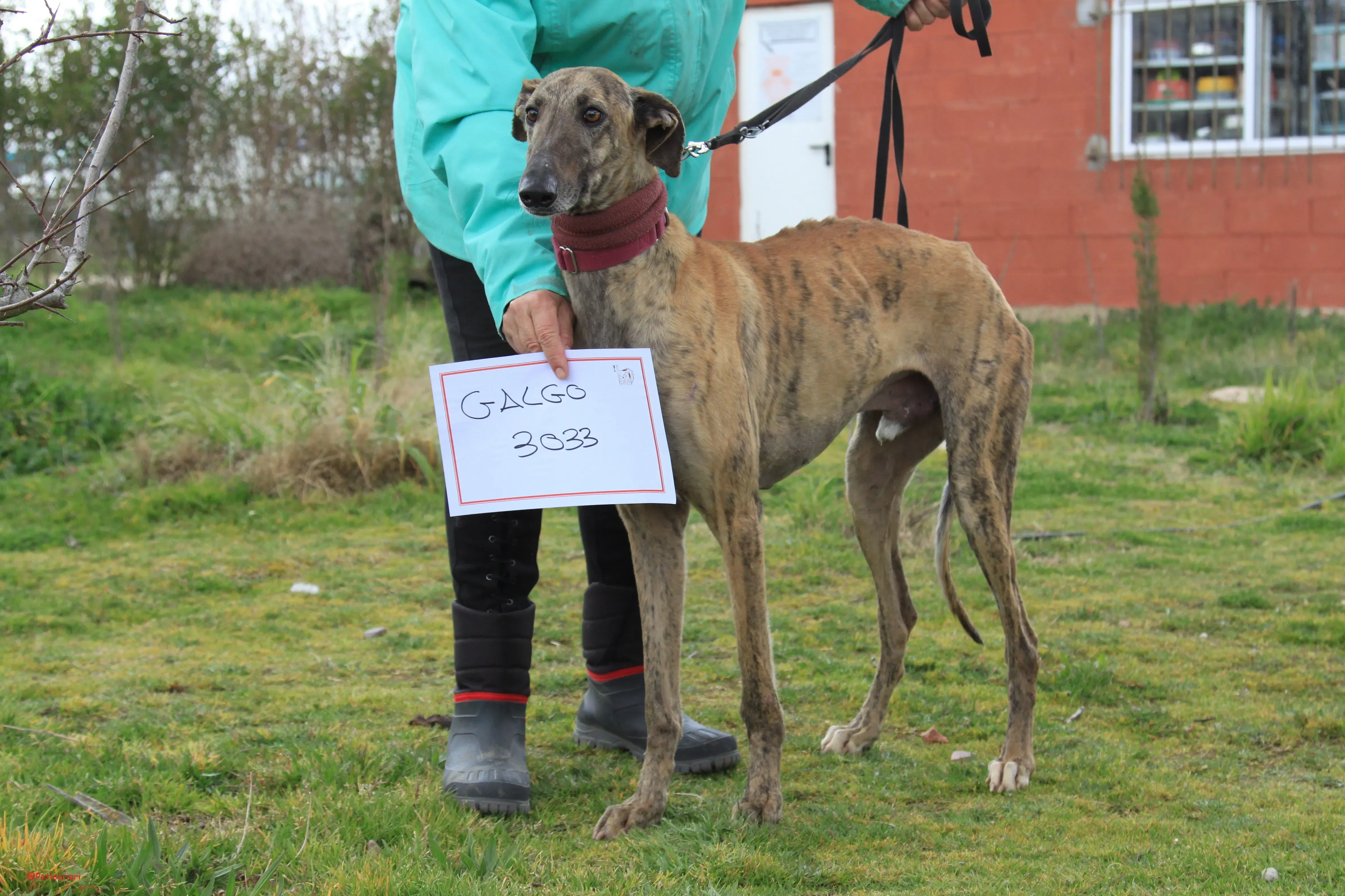 Turock adozione levrieri galgo 23