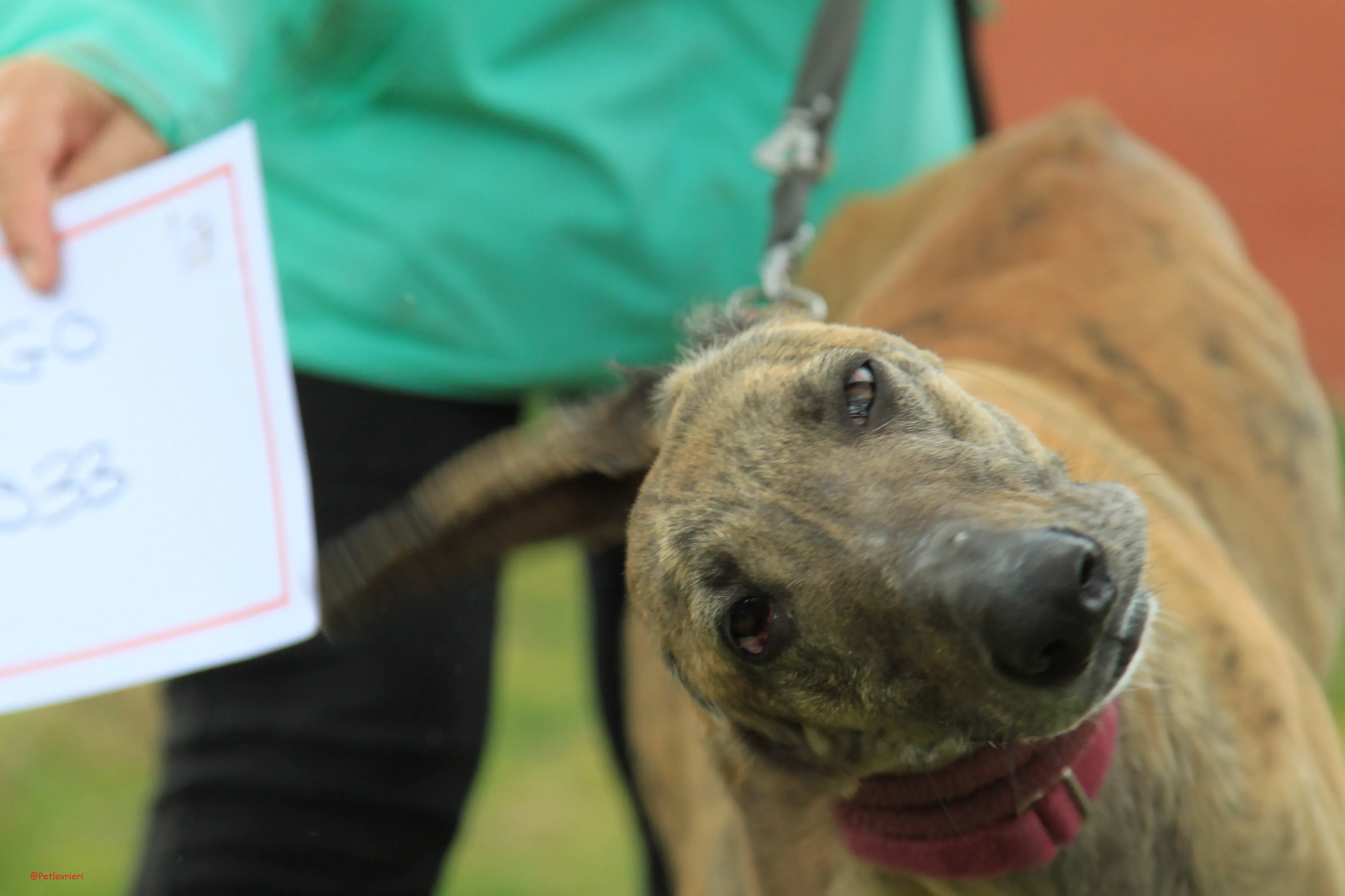 Turock adozione levrieri galgo 24