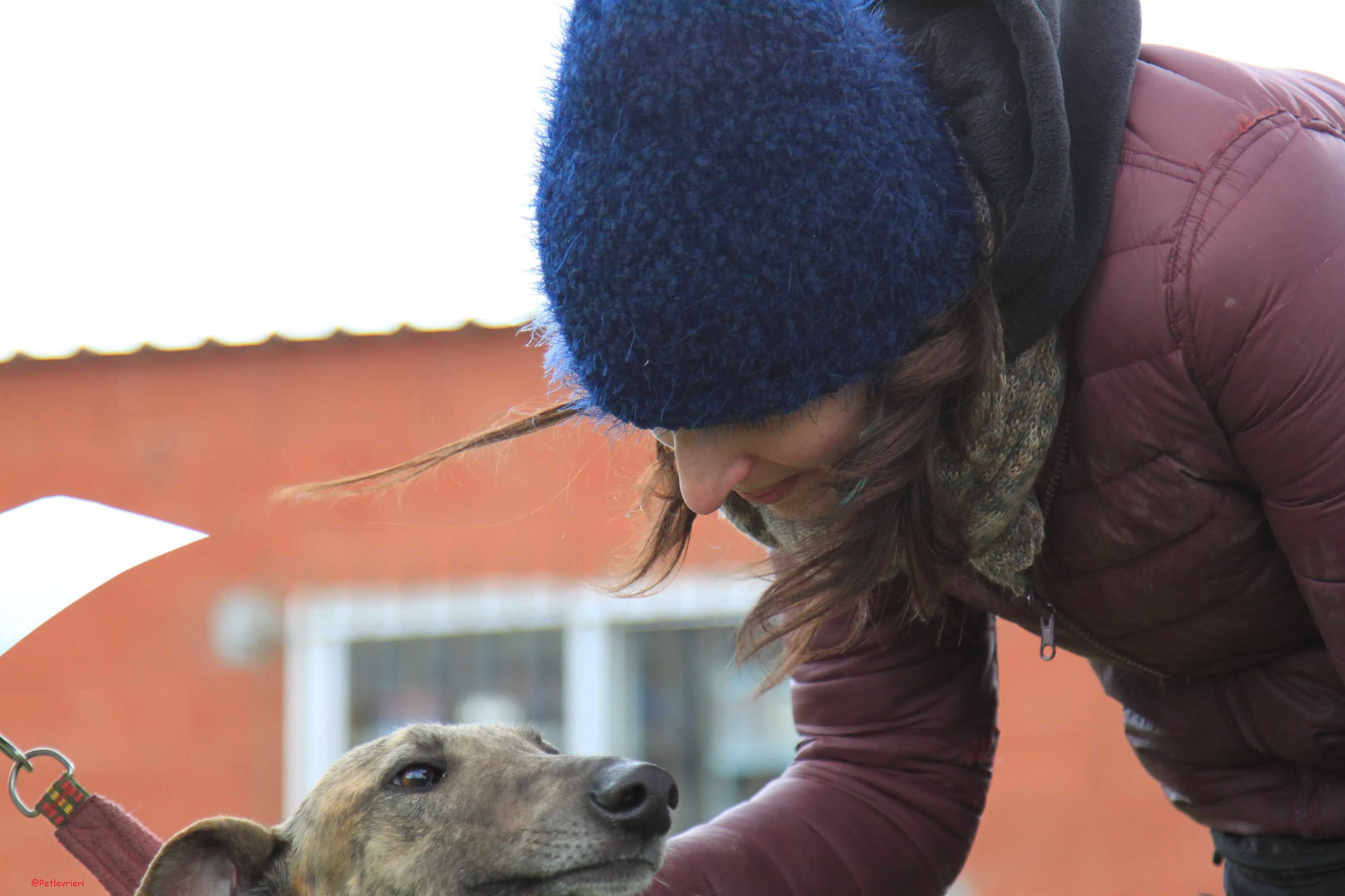 Turock adozione levrieri galgo 25
