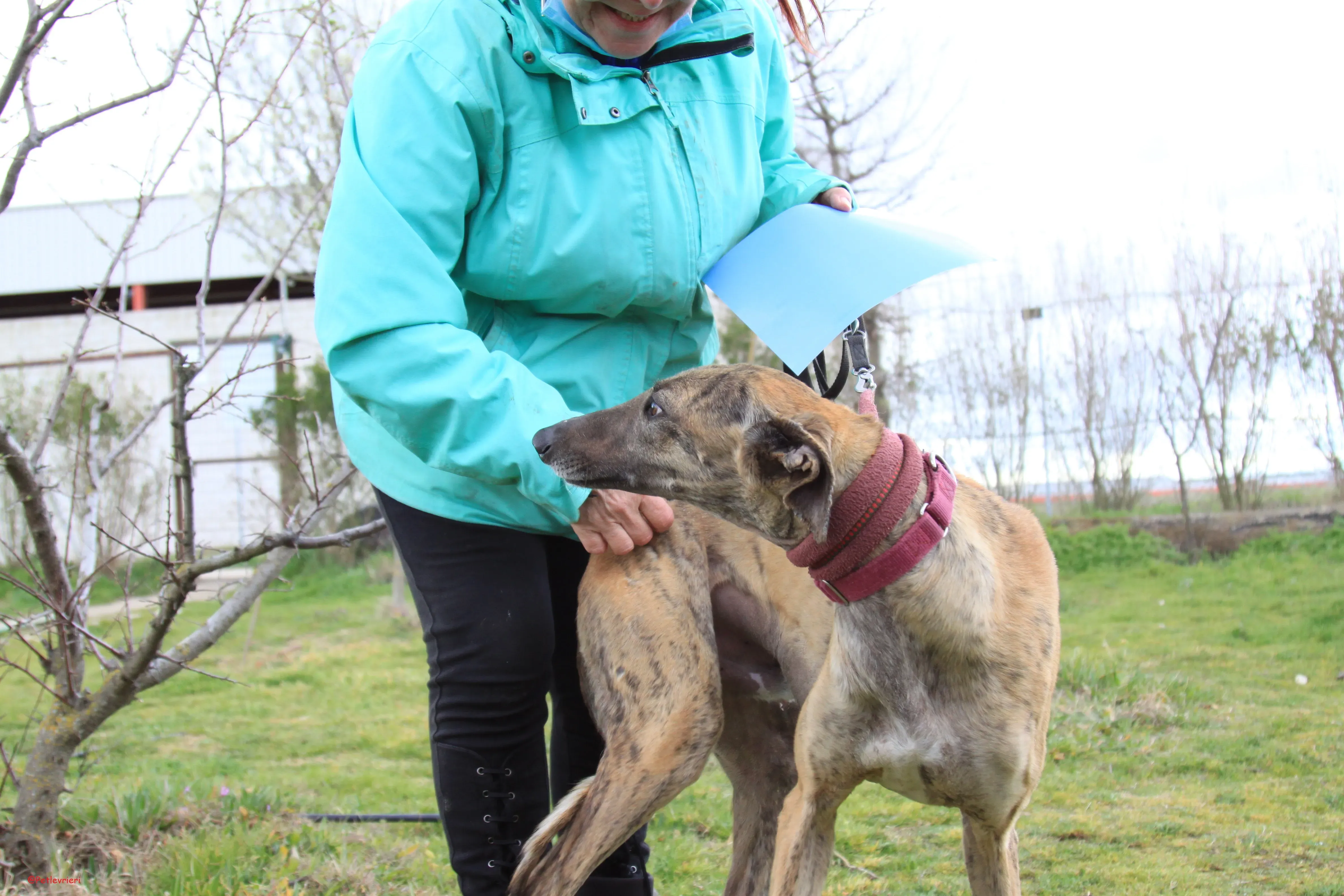 Turock adozione levrieri galgo 26