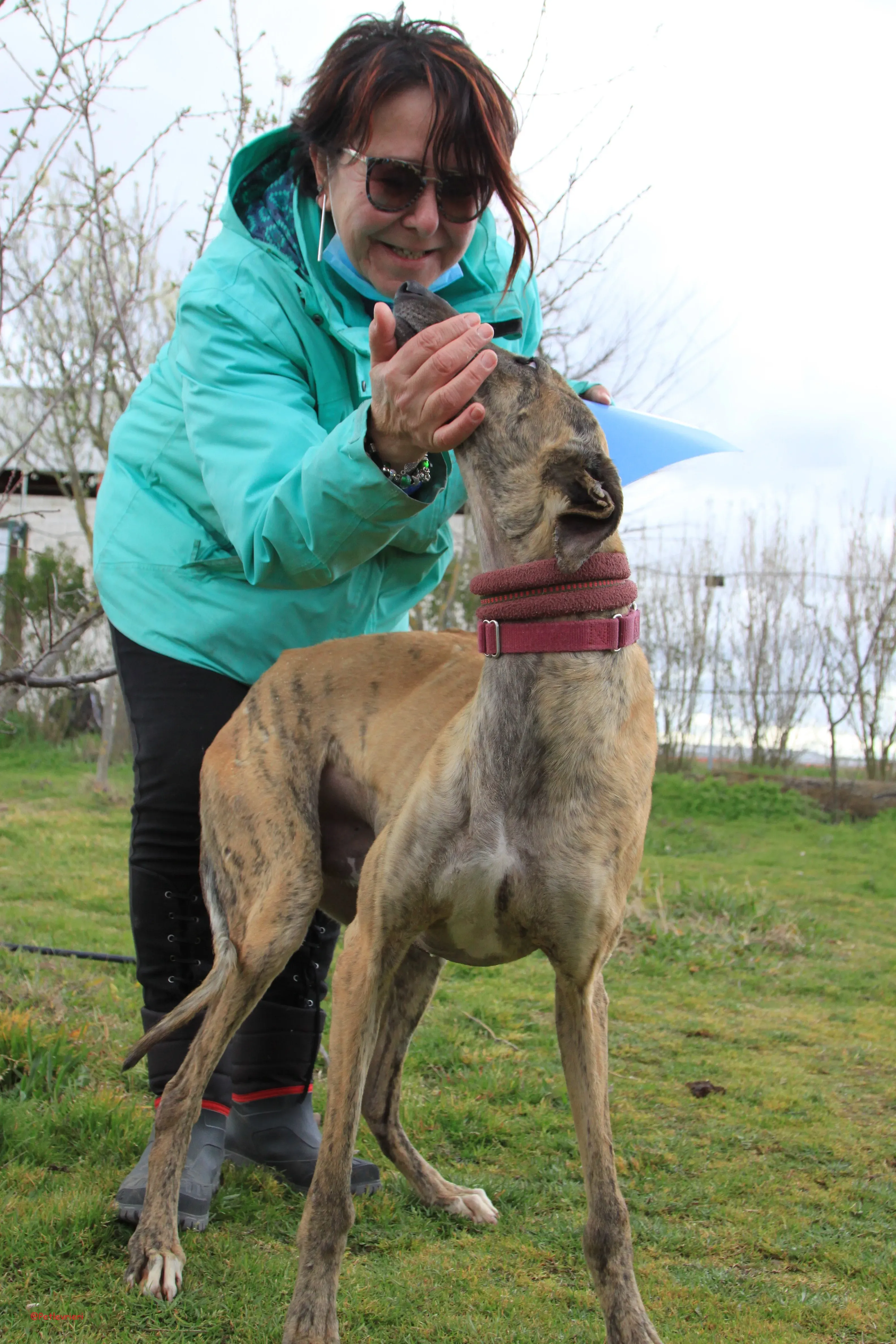 Turock adozione levrieri galgo 27