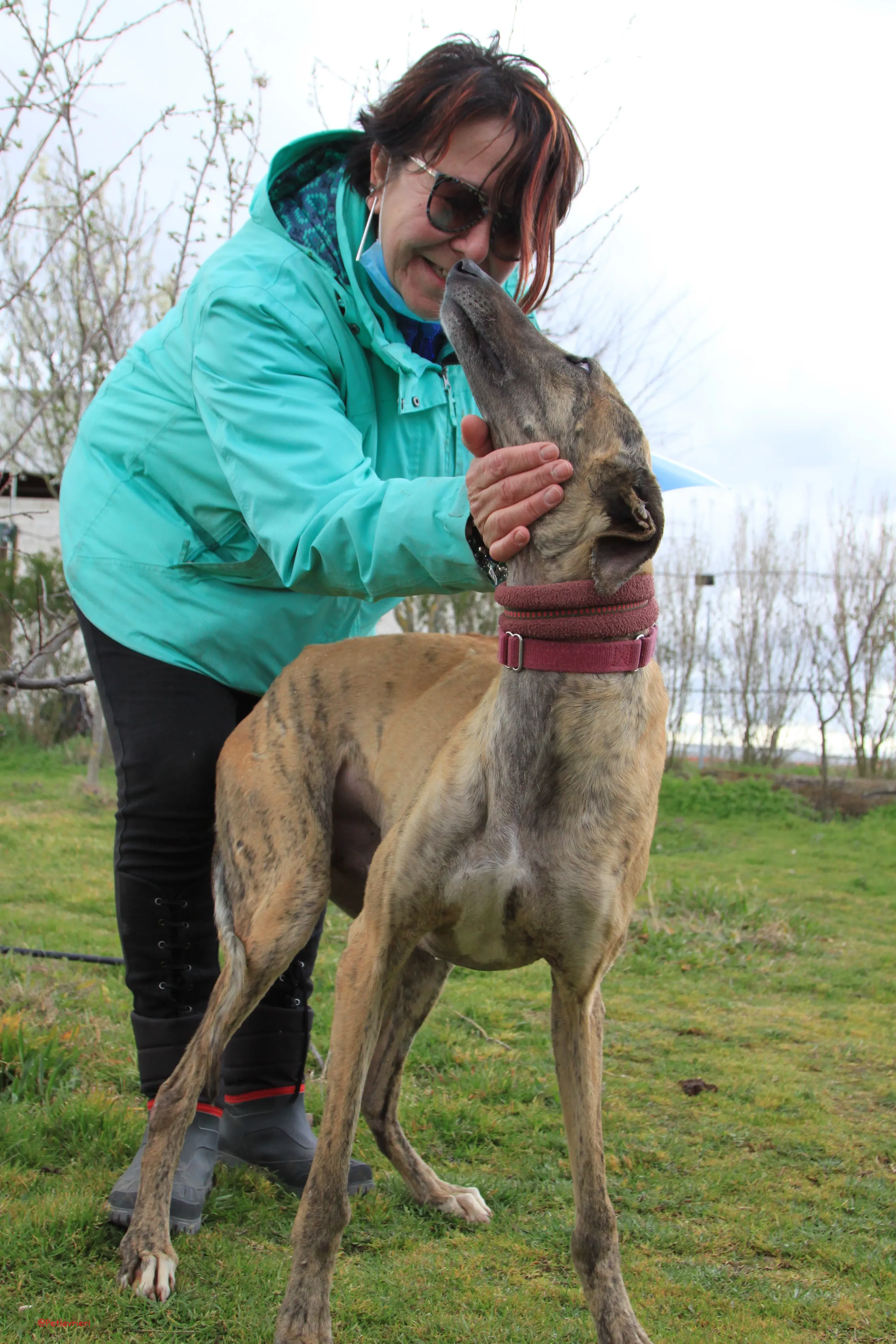 Turock adozione levrieri galgo 28