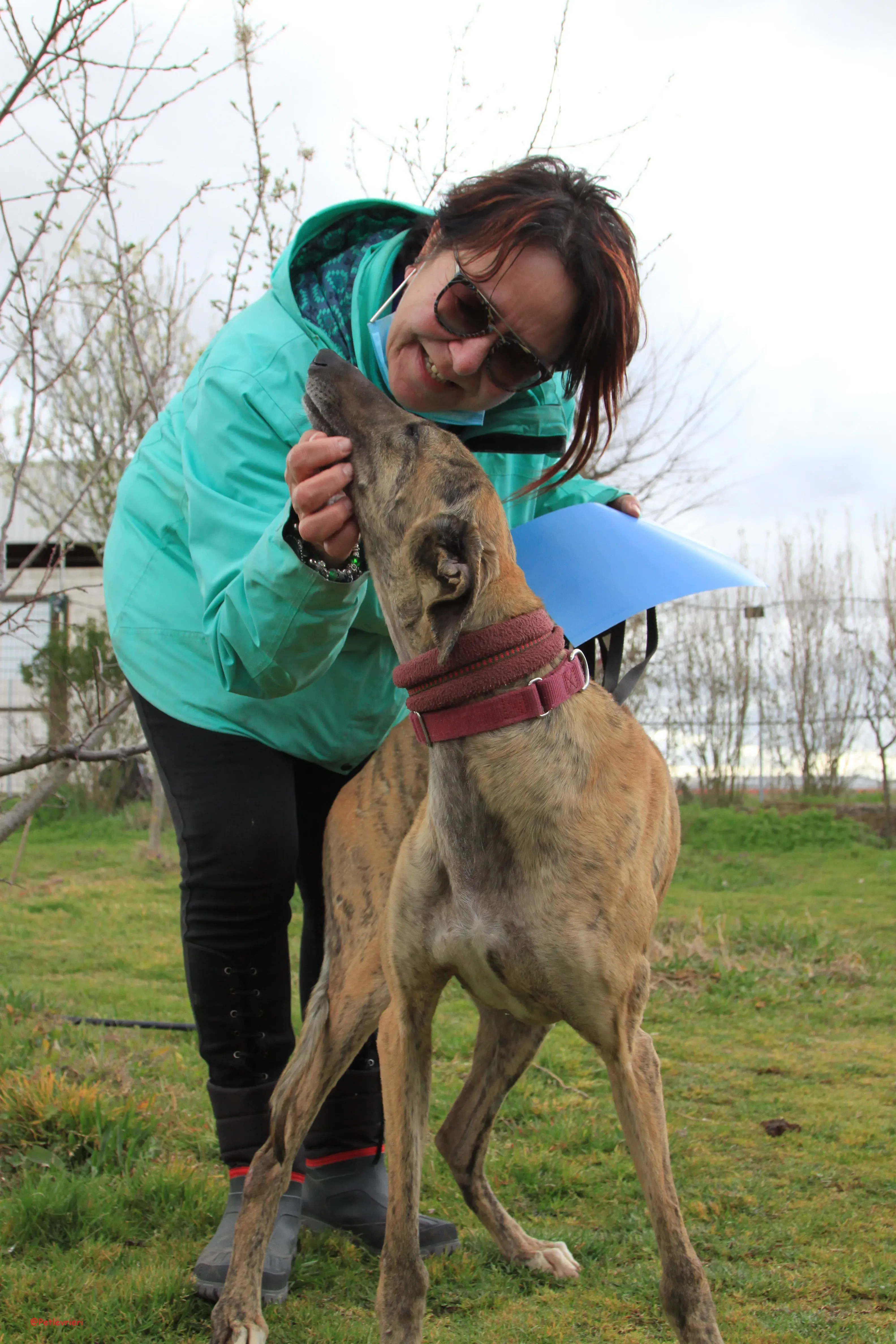 Turock adozione levrieri galgo 29