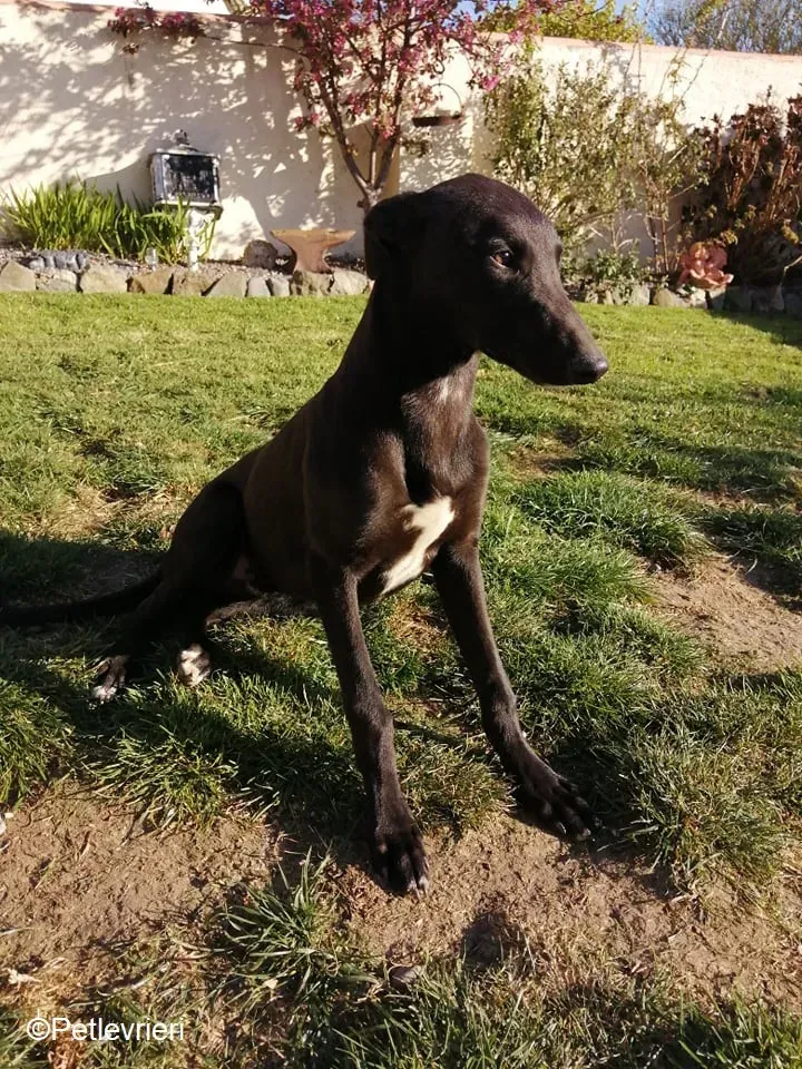 Tyche adozione levrieri greyhound 1