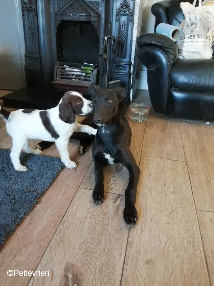 Tyche adozione levrieri greyhound 10