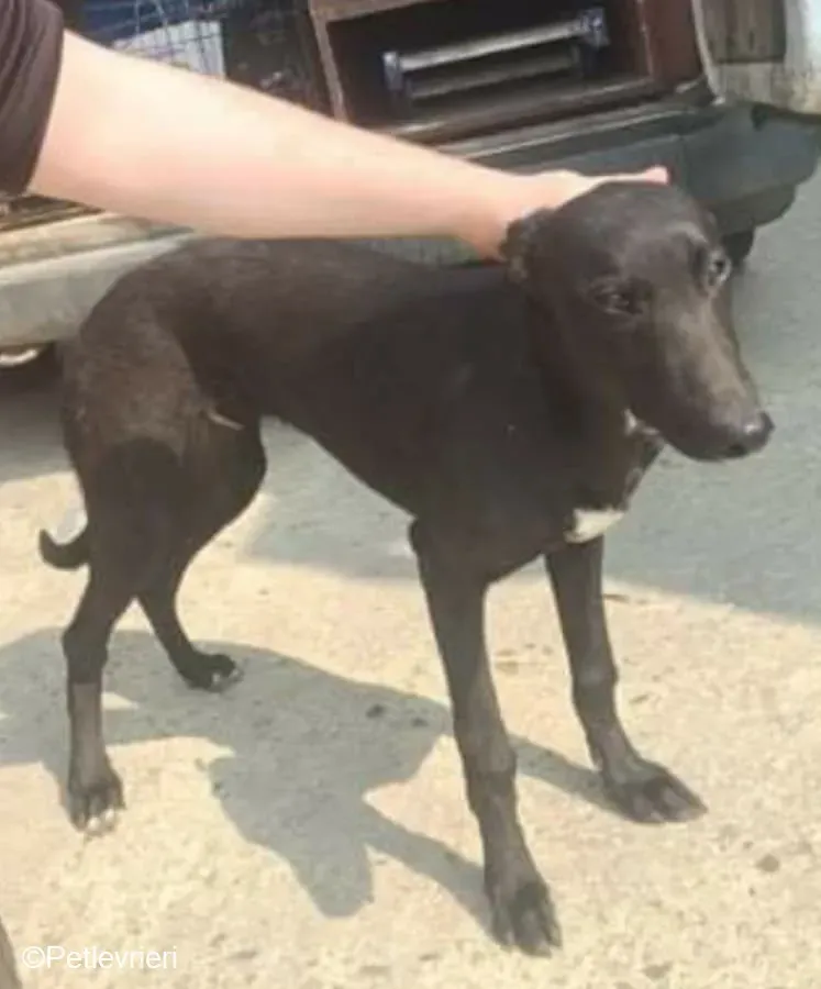 Tyche adozione levrieri greyhound 11