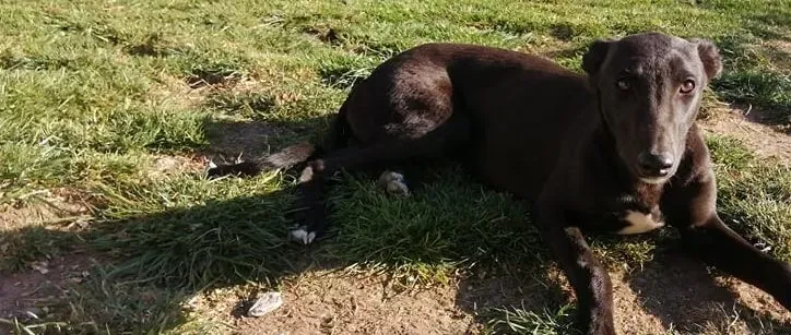 Tyche adozione levrieri greyhound 2 e1619427409666