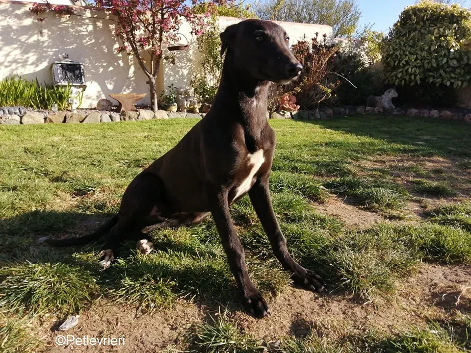 Tyche adozione levrieri greyhound 3
