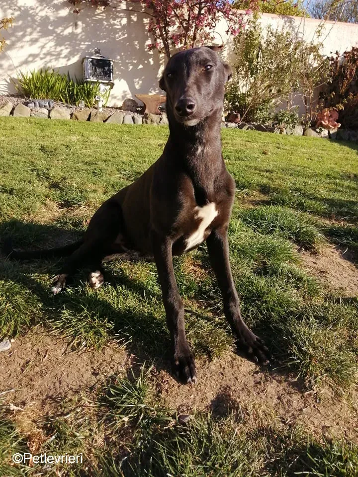 Tyche adozione levrieri greyhound 4