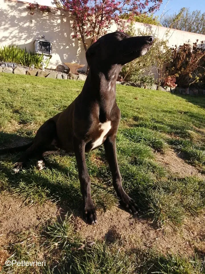 Tyche adozione levrieri greyhound 5