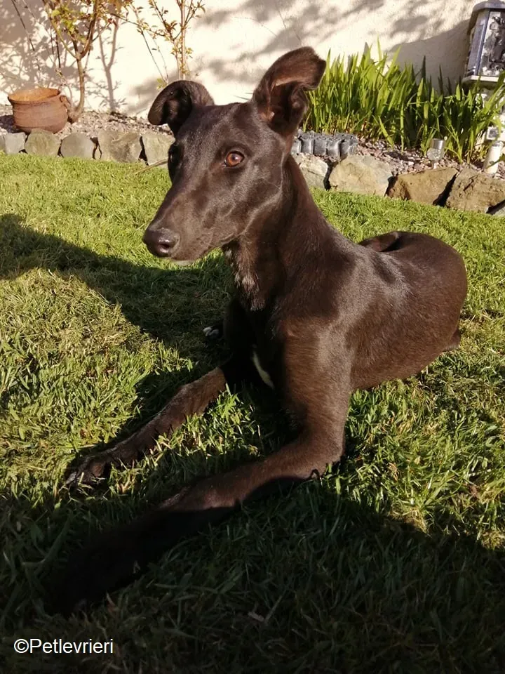 Tyche adozione levrieri greyhound 6