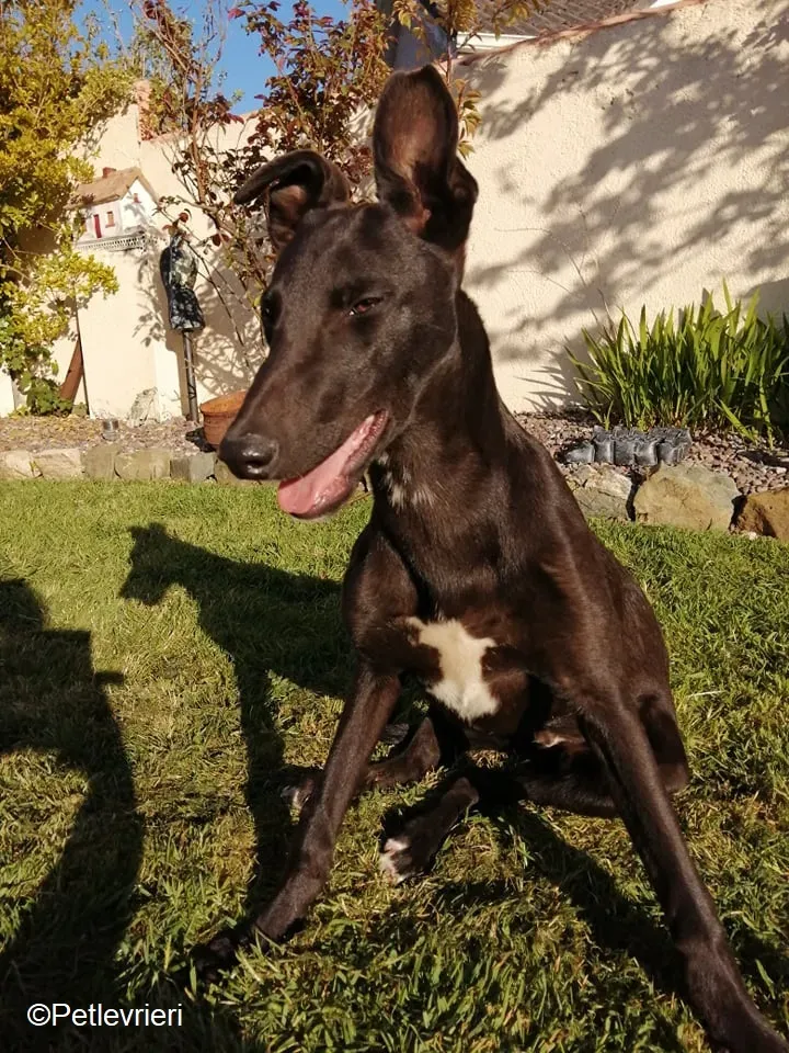 Tyche adozione levrieri greyhound 7