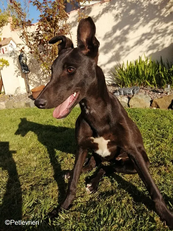 Tyche adozione levrieri greyhound 8