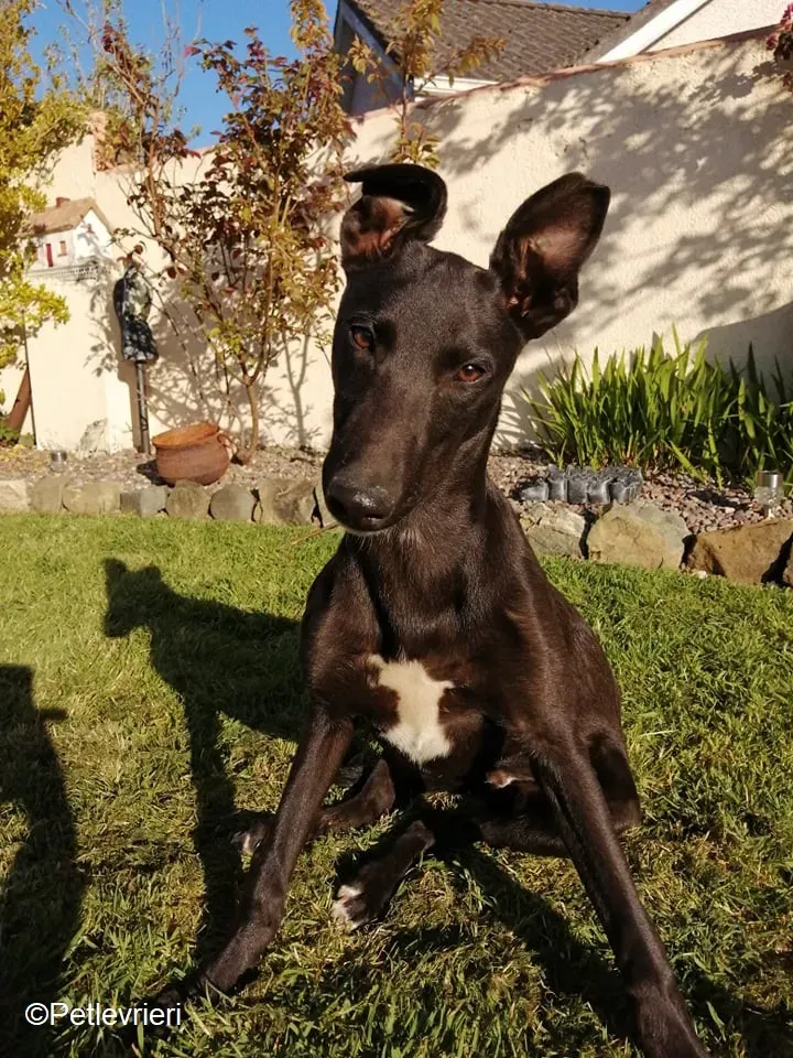 Tyche adozione levrieri greyhound 9