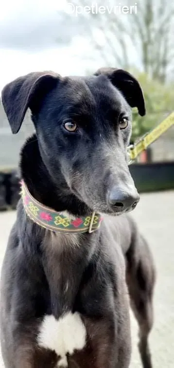 Umbro adozione levrieri greyhound 1