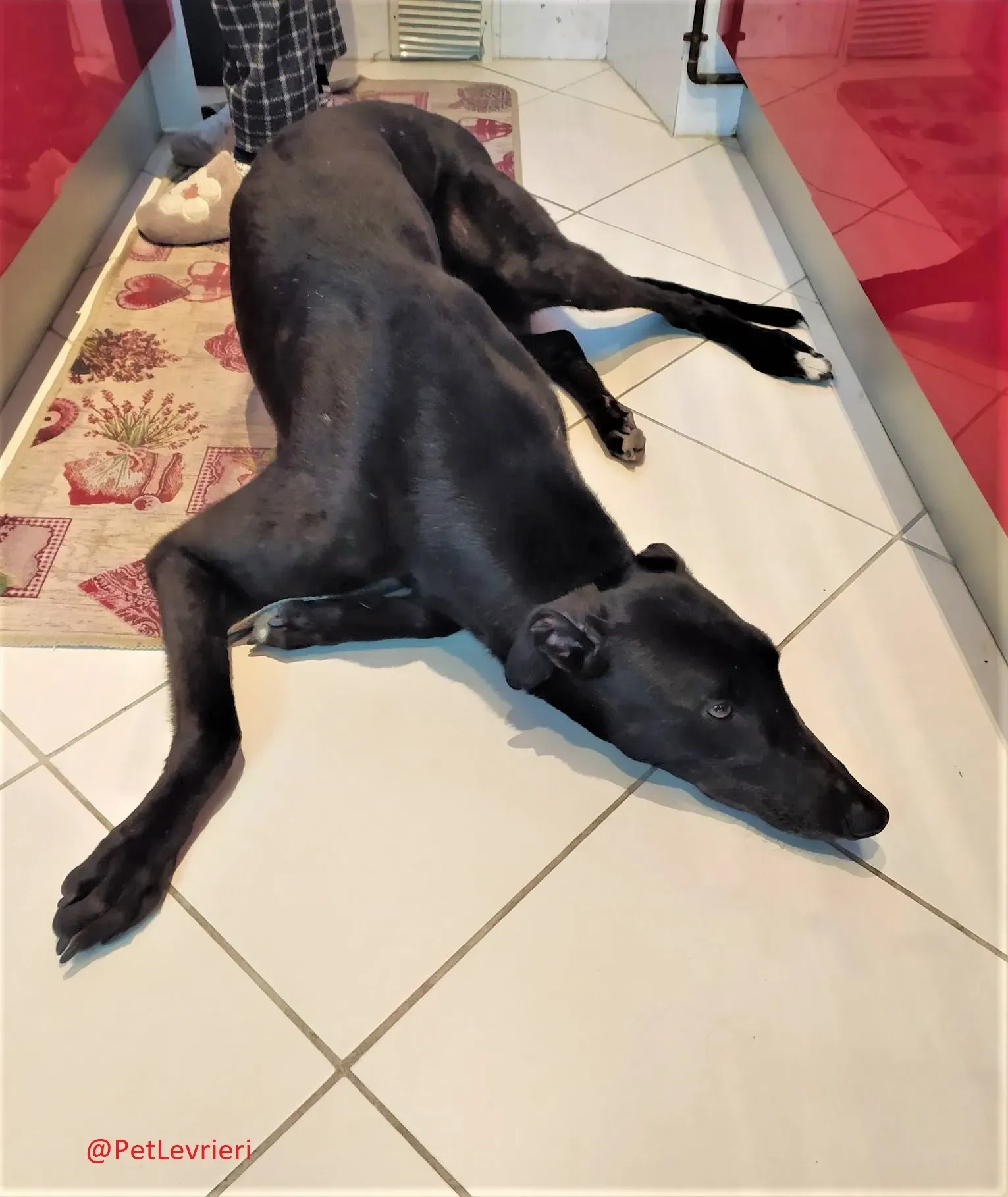 Umbro adozione levrieri greyhound 10