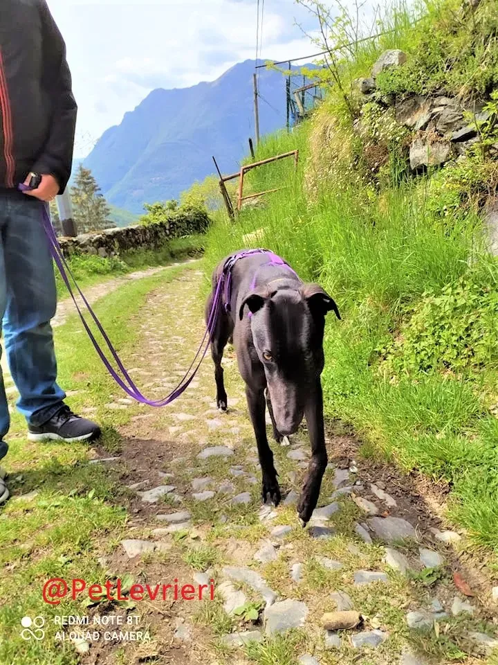 Umbro adozione levrieri greyhound 11