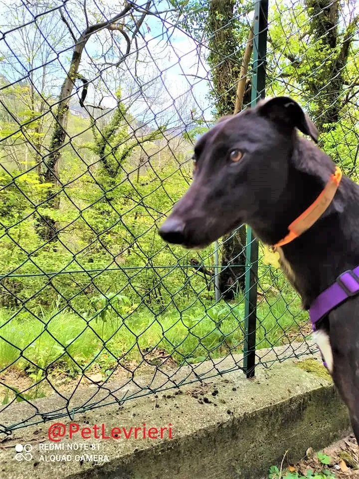 Umbro adozione levrieri greyhound 12