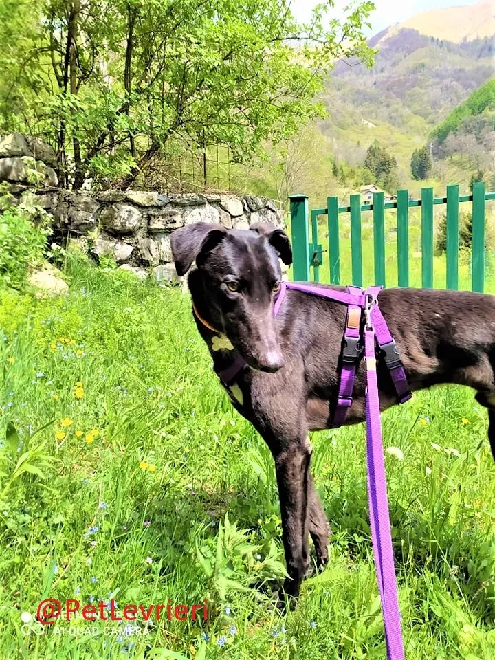 Umbro adozione levrieri greyhound 13