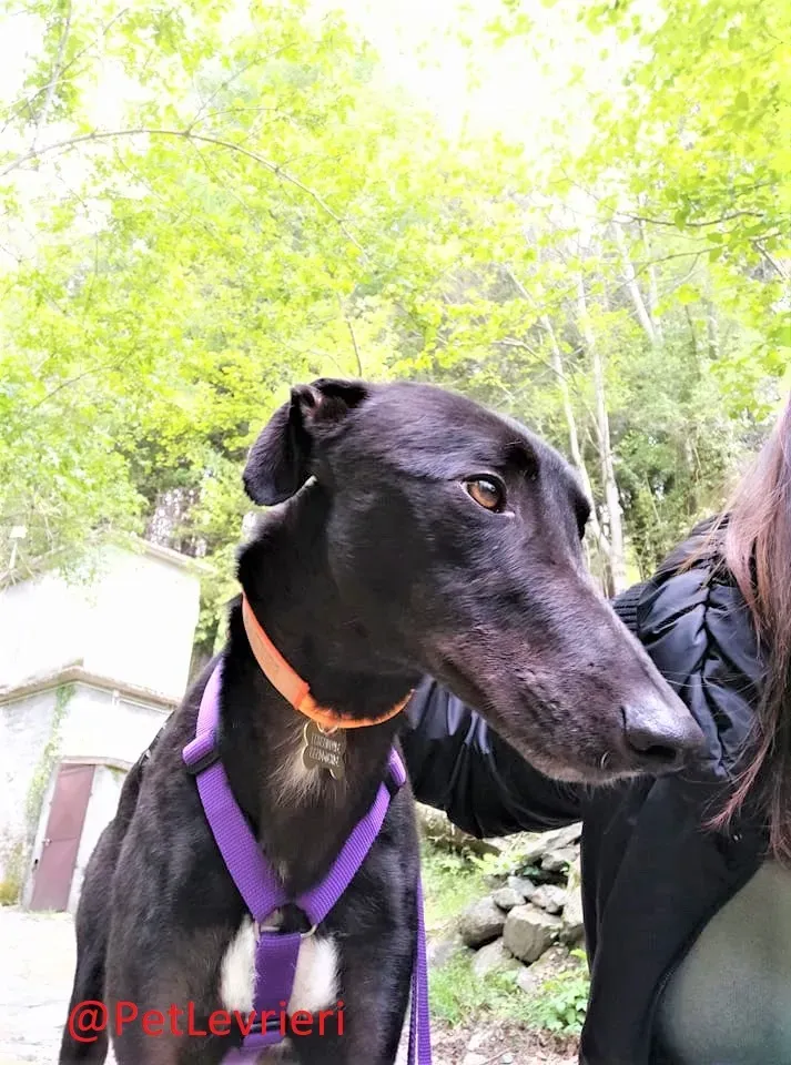 Umbro adozione levrieri greyhound 14