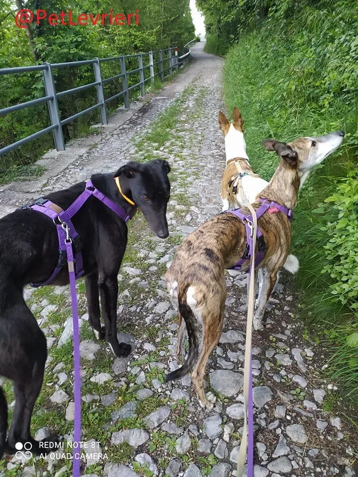 Umbro adozione levrieri greyhound 15