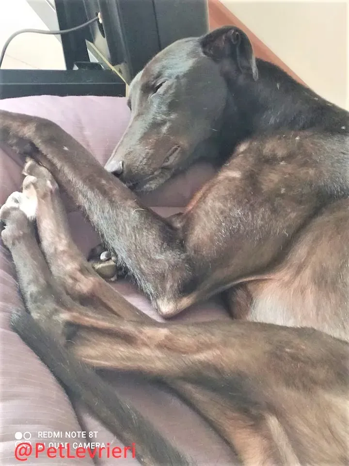 Umbro adozione levrieri greyhound 16