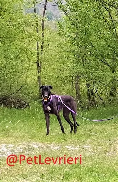 Umbro adozione levrieri greyhound 17