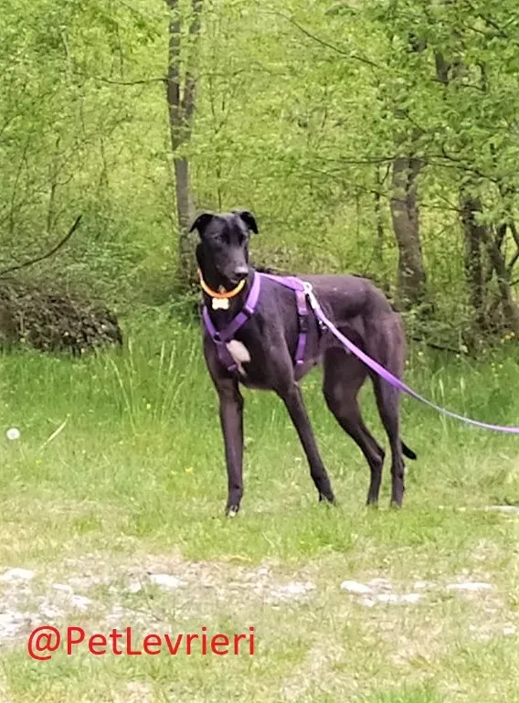 Umbro adozione levrieri greyhound 18