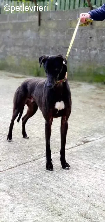 Umbro adozione levrieri greyhound 4