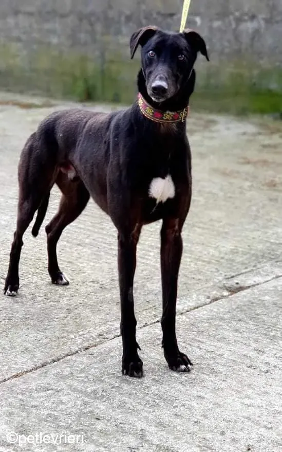 Umbro adozione levrieri greyhound 5