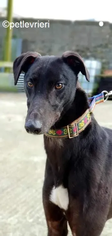 Umbro adozione levrieri greyhound 6