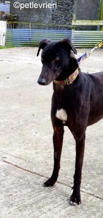 Umbro adozione levrieri greyhound 7