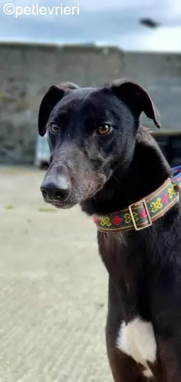 Umbro adozione levrieri greyhound 8