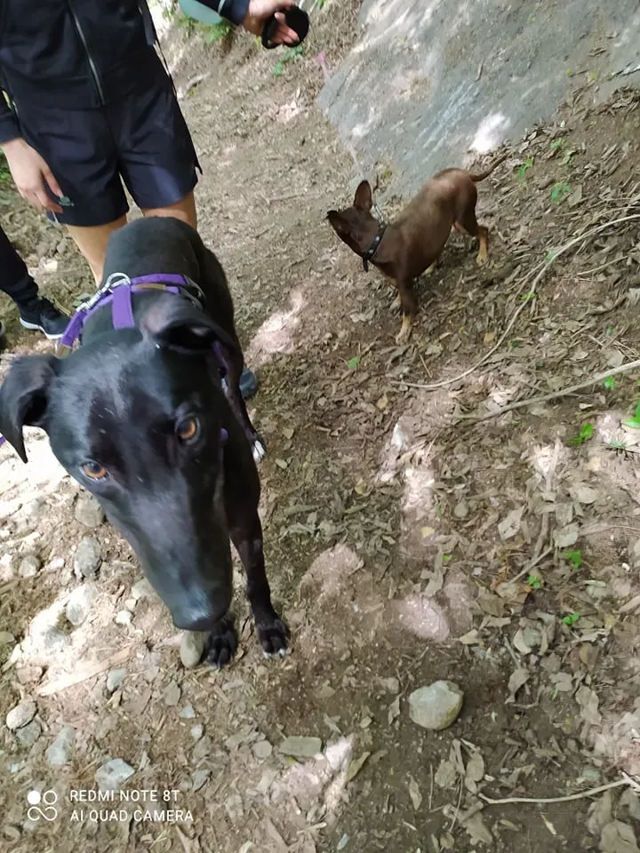 Umbro foster greyhound adozionelevrieri gitafuoriporta 1