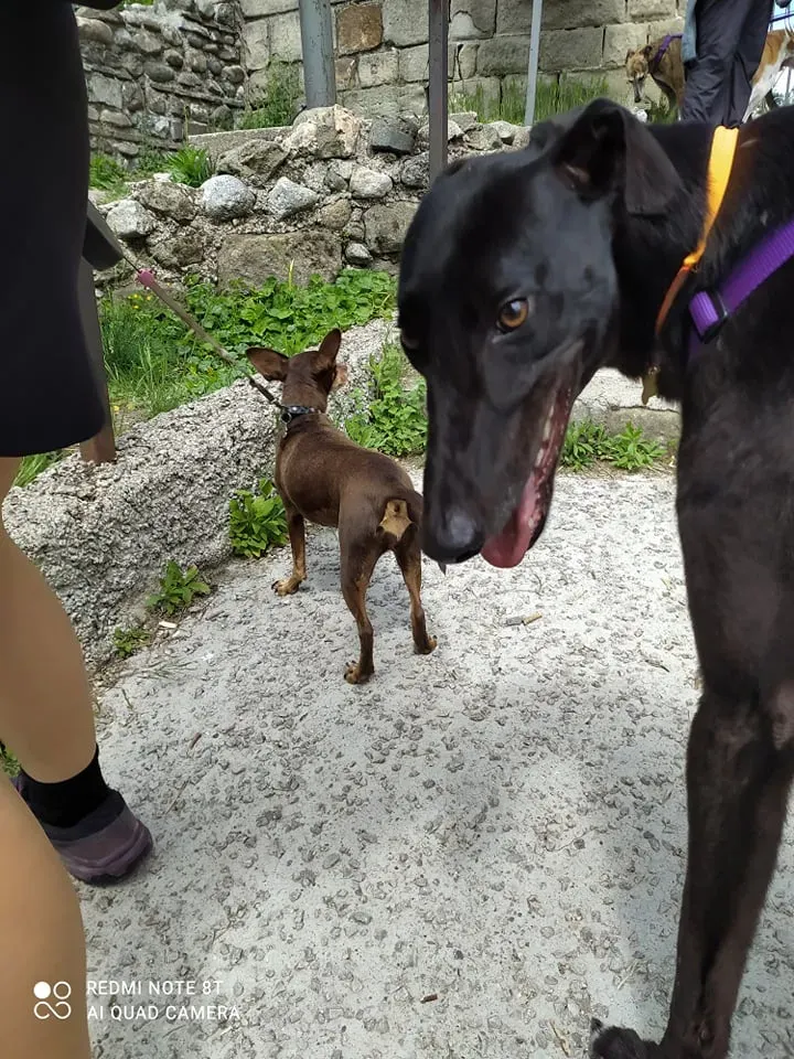 Umbro foster greyhound adozionelevrieri gitafuoriporta 2