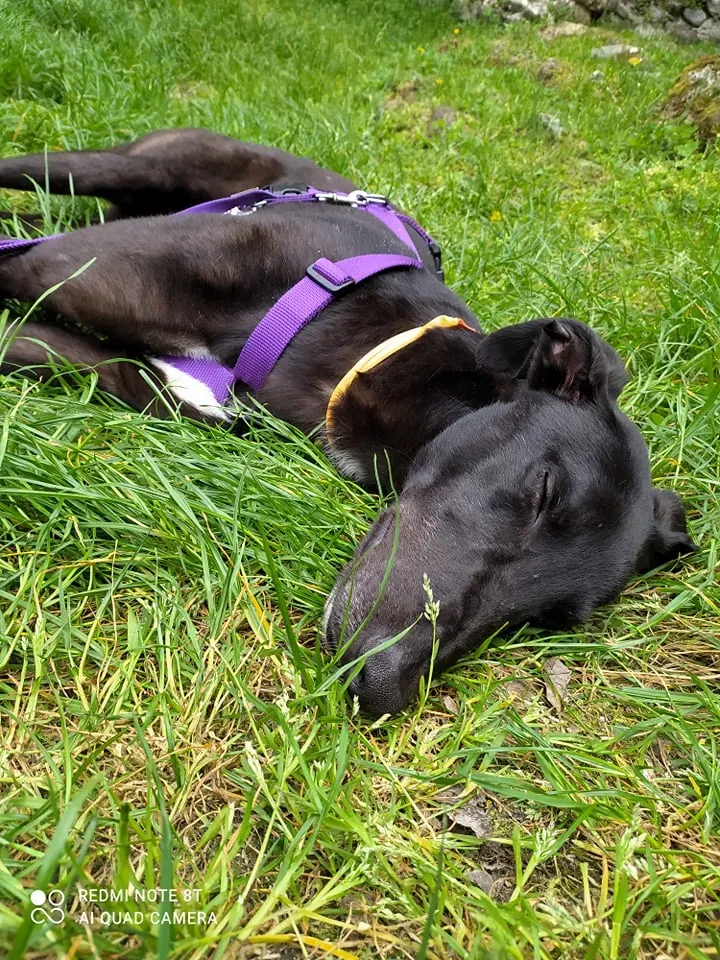 Umbro foster greyhound adozionelevrieri gitafuoriporta 3