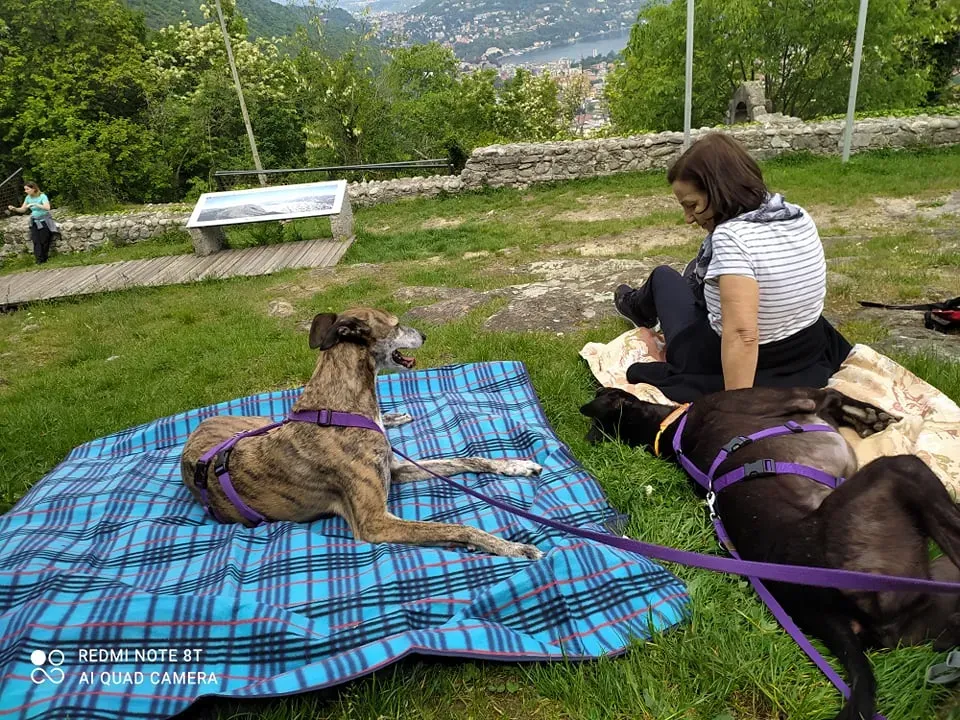 Umbro foster greyhound adozionelevrieri gitafuoriporta 4