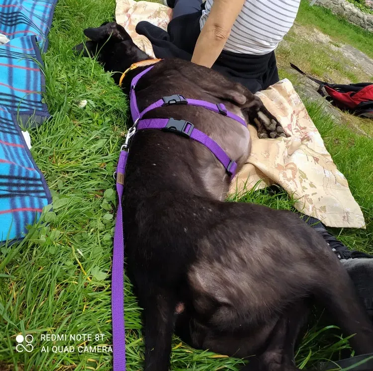 Umbro foster greyhound adozionelevrieri gitafuoriporta 5