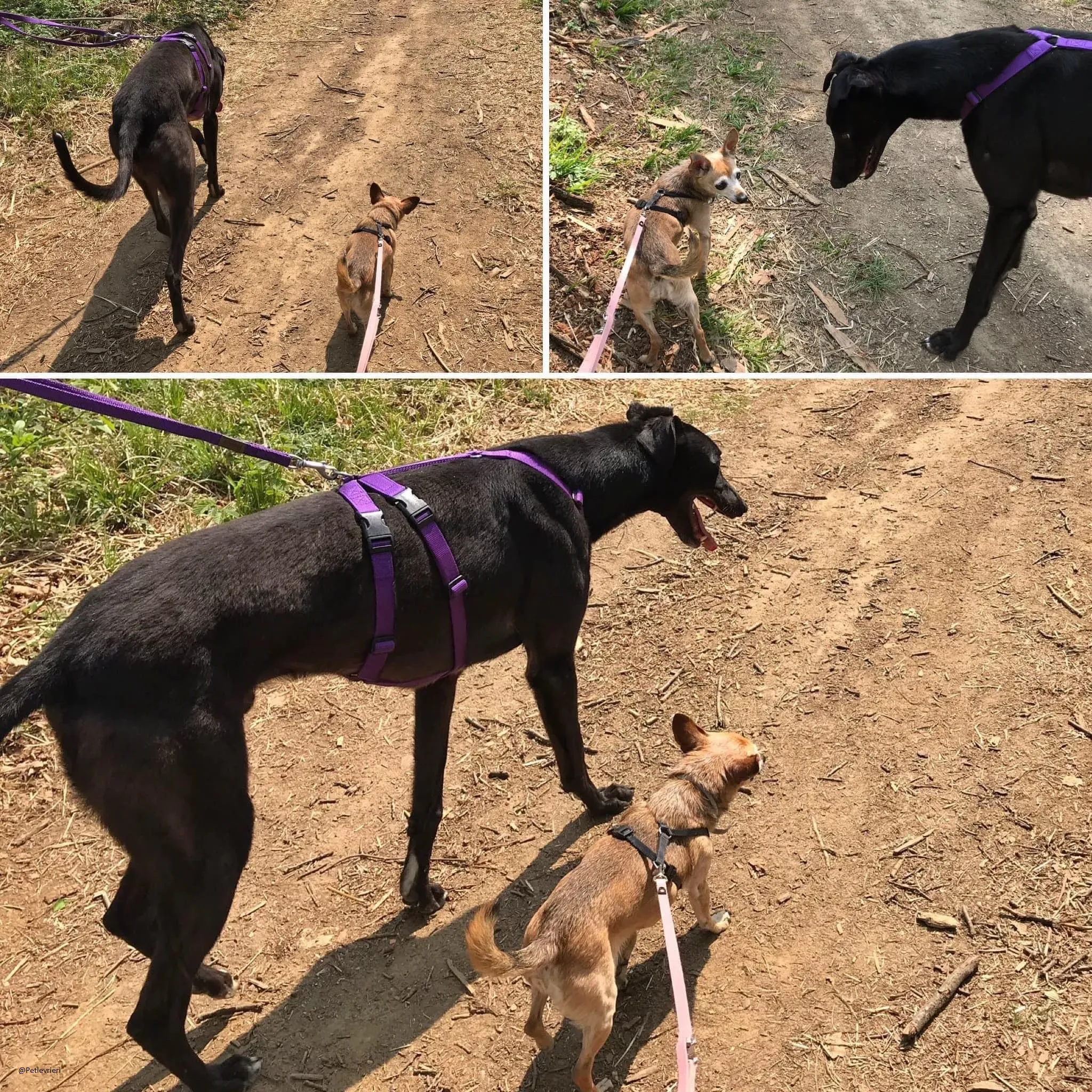 Umbro greyhound fosterhome adozione levrieri black 1