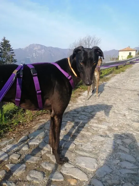 Umbro greyhound fosterhome adozione levrieri black 2