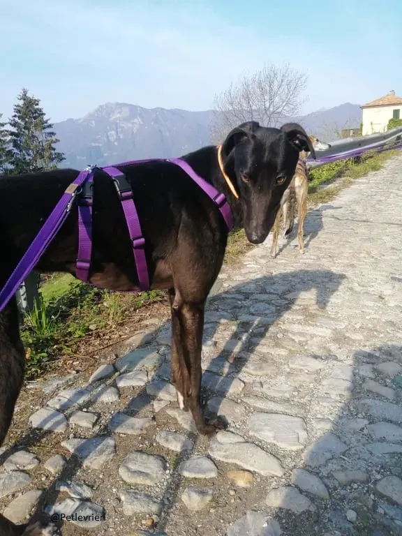 Umbro greyhound fosterhome adozione levrieri black 3