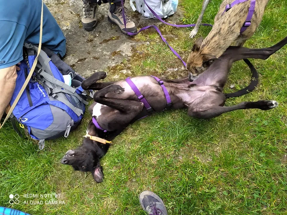 Umbro relax adozionelevrieri