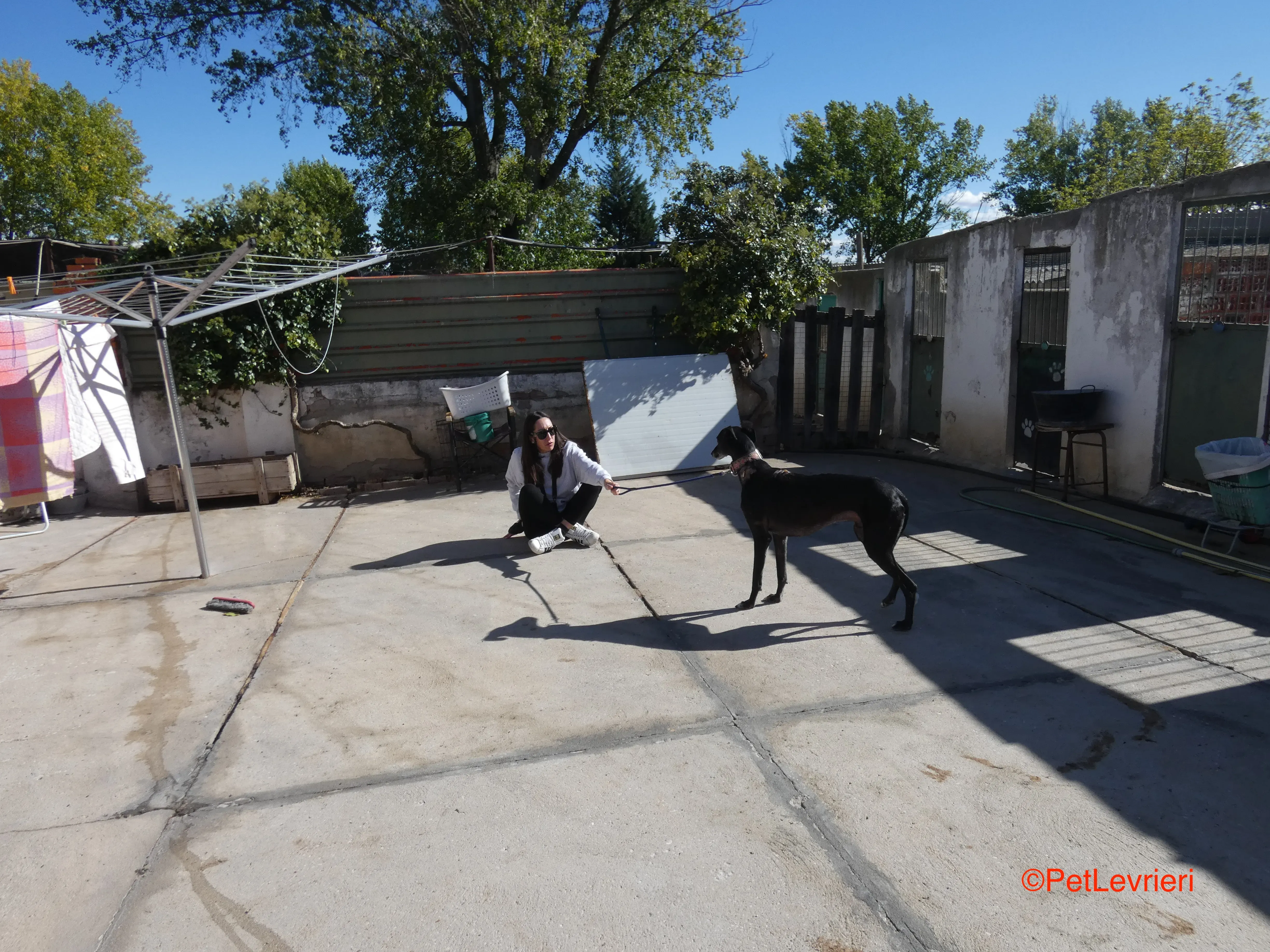 Valentin adozione levrieri galgo 1 JPG